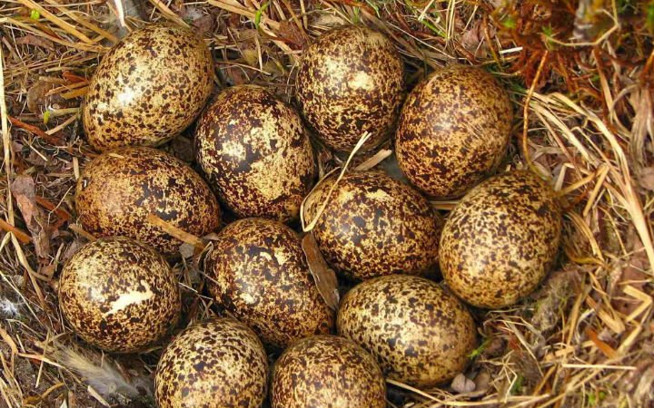 Keklik Yumurtası Faydaları Nelerdir? Neye İyi Gelir?